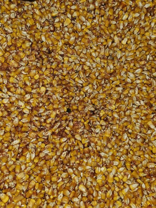 Vand porumb uscat foarte bun