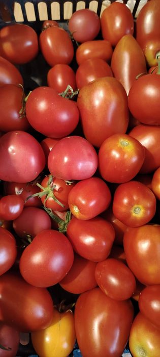 Продам домашние помидоры