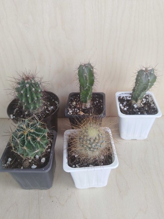 Кактусы сортовые