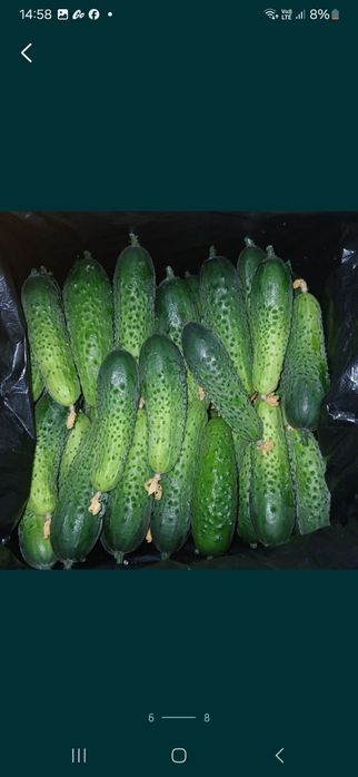 Рассада огурцов голландских сортов (предзаказ))