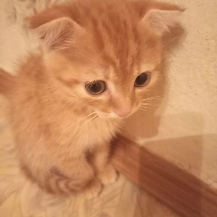 Вислоухие 1,5 м мальчик и девочка