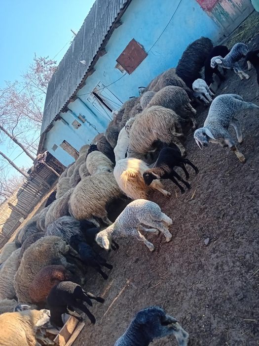 De vânzare oi cu miei