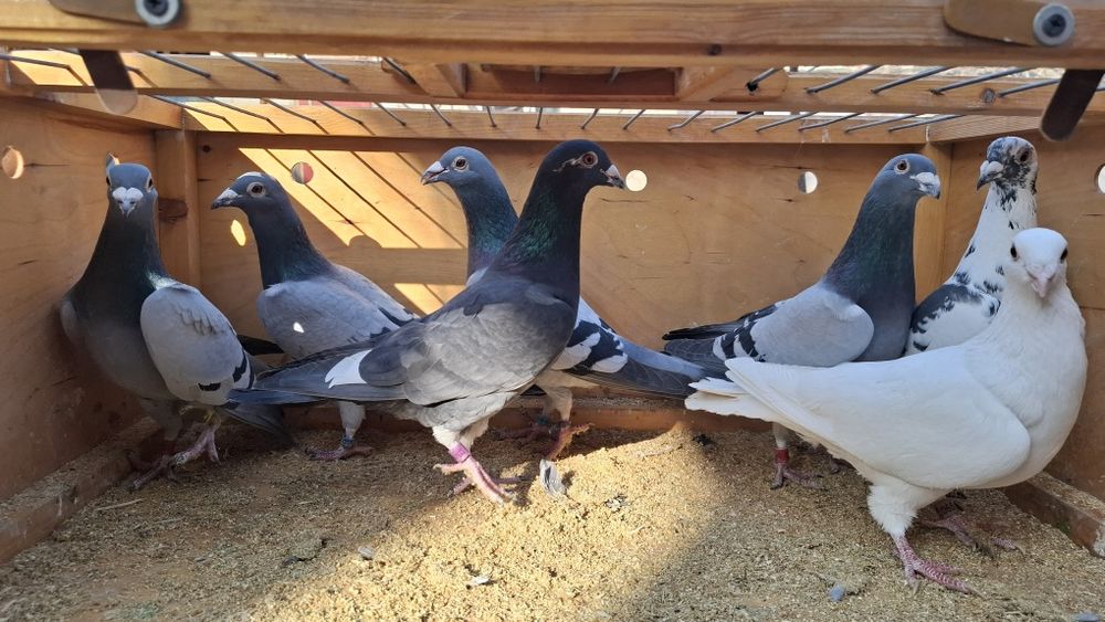 Почтовые голуби 8