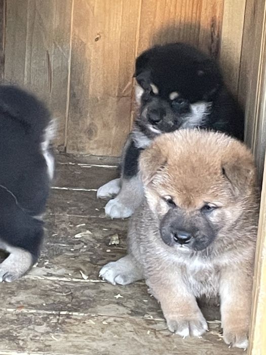 Японская сиба щенки