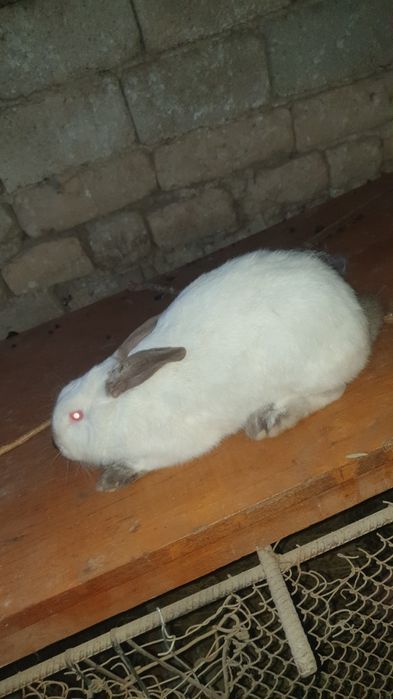 Quyon sotiladi kaliforniya