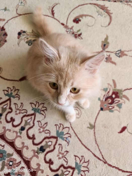 Отдам котенка мальчика