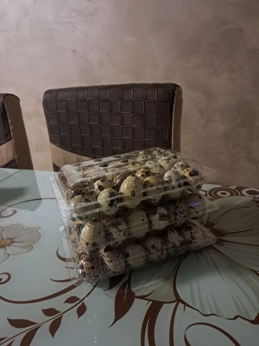 Vând ouă prepeliță