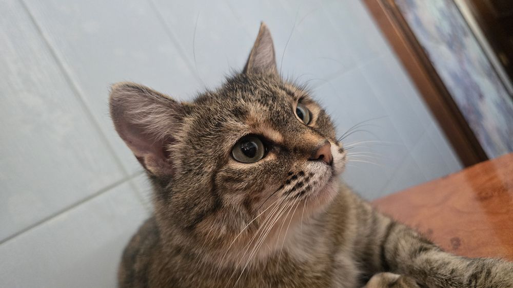 Передержка для животных