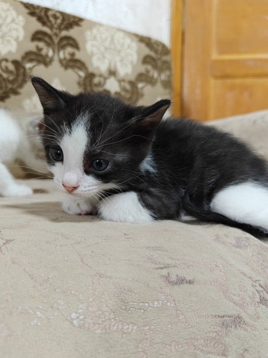 Отдаем котят в добрые руки