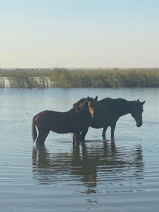 Биелер сатылады Акмола обл