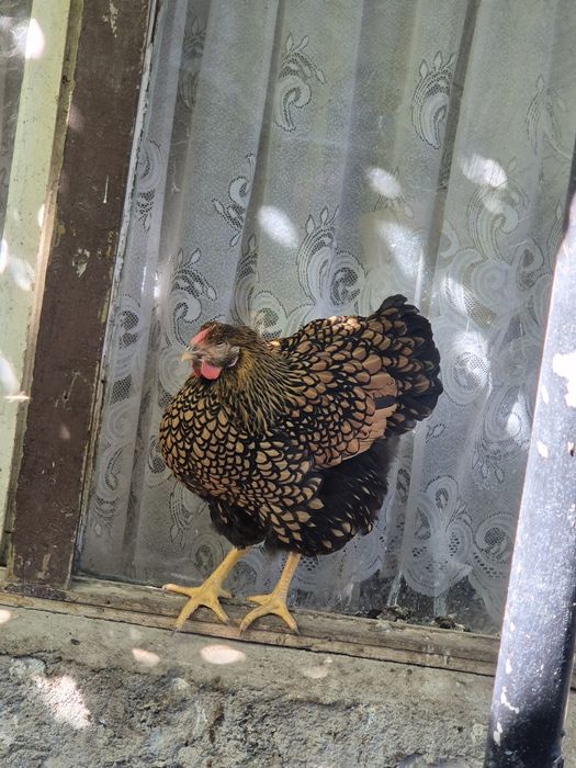 Wyandotte GSG puicute si cocosi