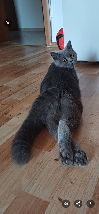 Подарявам котки- британка и обикновена порода