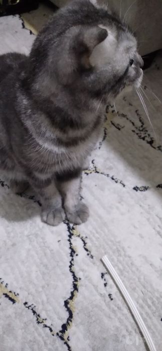 Мушук сотилади парода (Scottish fold )