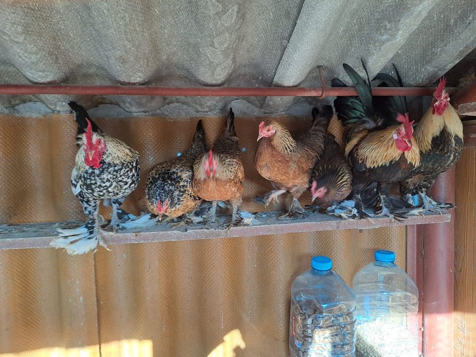 Cocos pitic. Gaini pitice