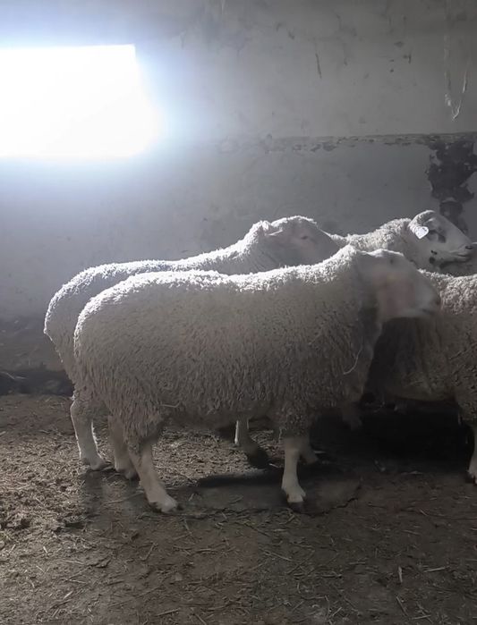 Oi și berbec merinos de palas original