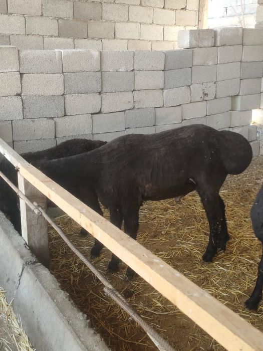 Кошкар от крокадил