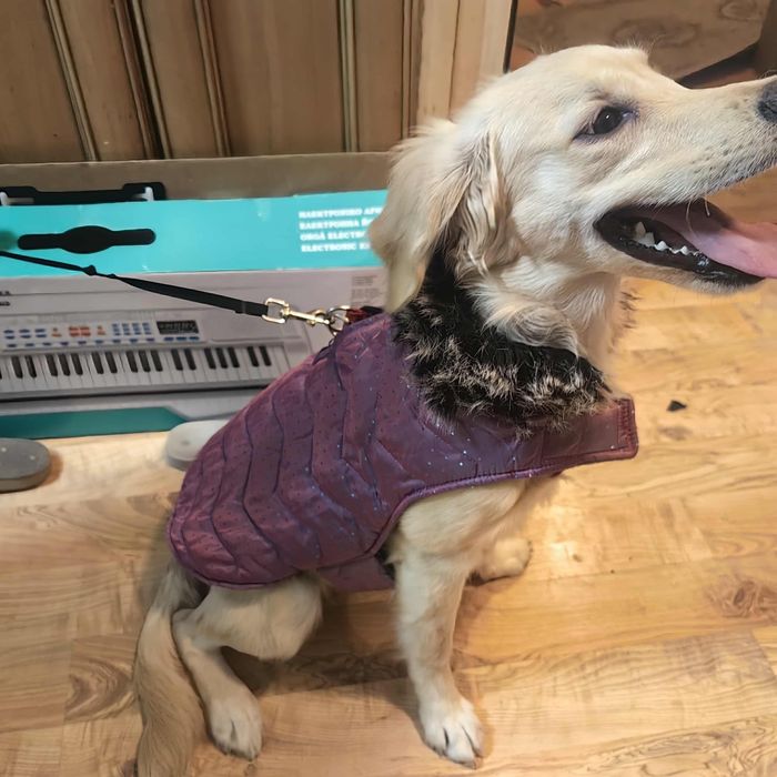 Продавам Голдън ретривър