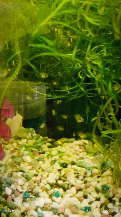 Продам папугай сапфировое подростки