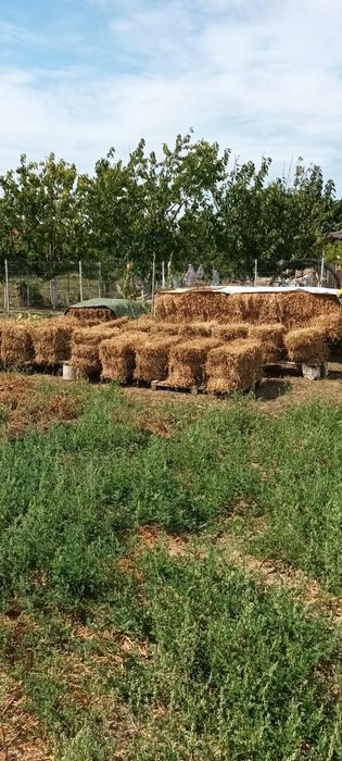 Baloți Lucernă Coasa 4