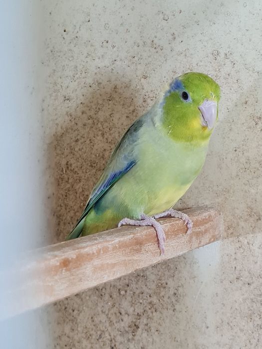 vand papagali forpus