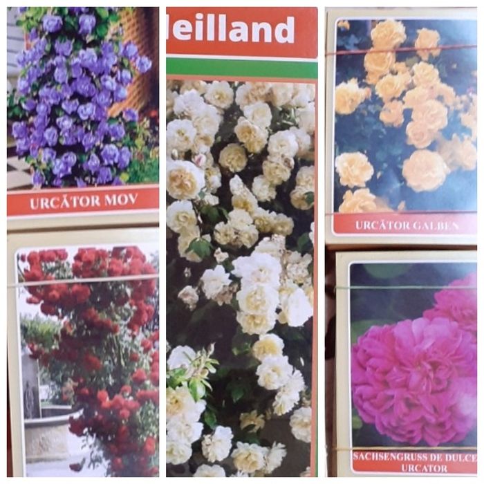 En gross  Oferta de primavara 2026 Trandafiri butasi de vanzare