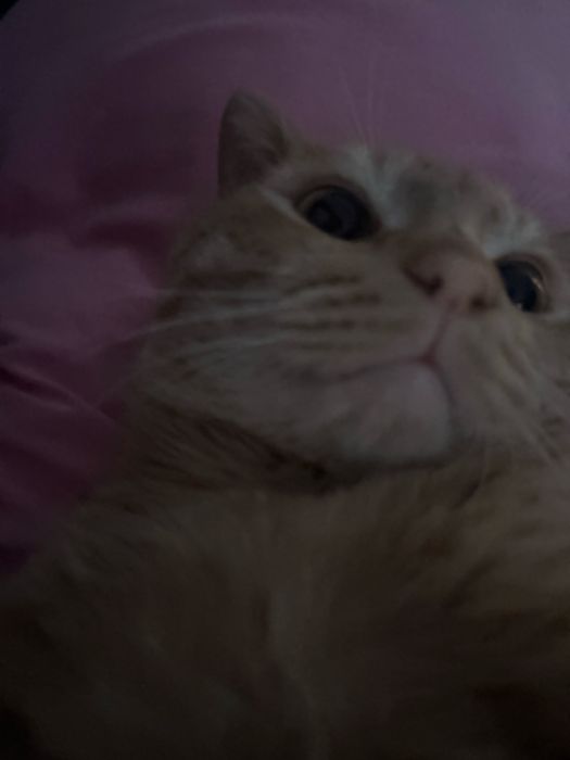 Отдам хорошие руки