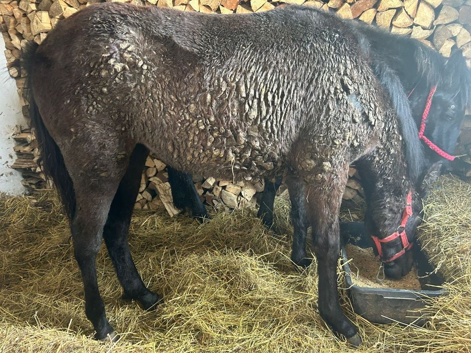 2 Mânze top sură și brează 7 luni-6 luni negociabil