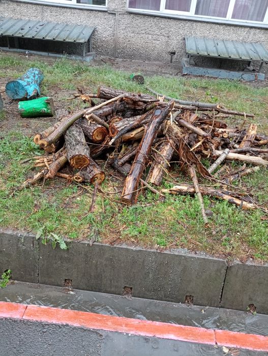 Дрова бесплатно, самовывоз