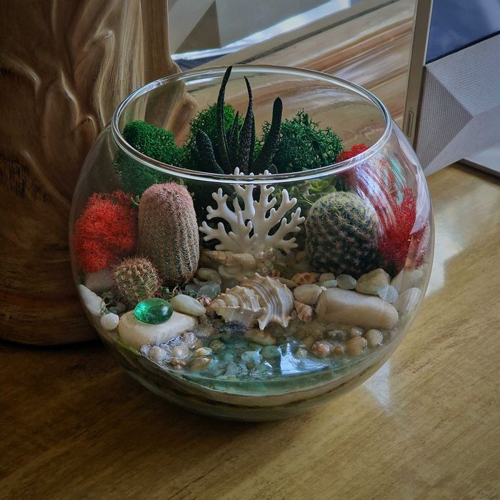 Суккуленты, Флорариумы