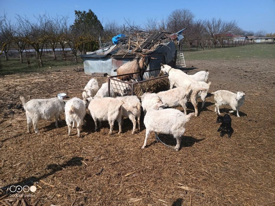 Кози , миналогодишни ярета