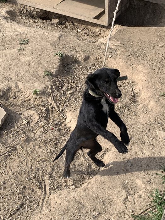 Собачки девочки. В добрые руки