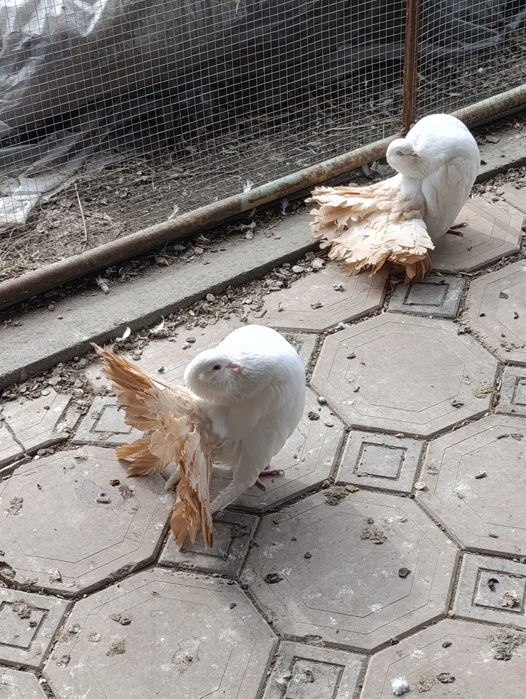 Продам голубей .