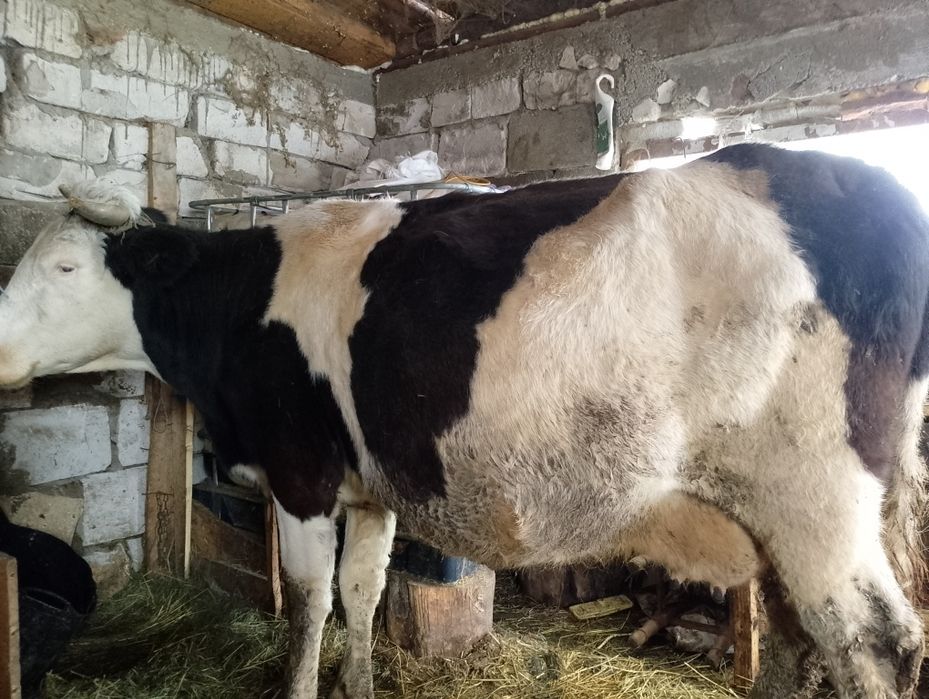 Vand vaca gestanta hn 8 luni