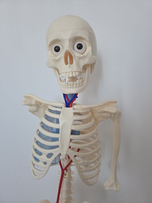 Schelet de plastic educativ incomplet