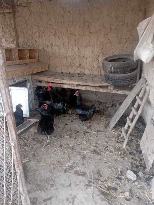 Qora shaxzoda tuxum lari bor zakaz olamiz