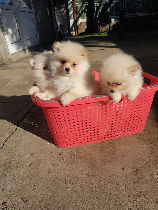 Померан померани Гр. София