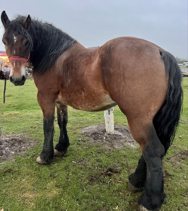 vand cal 1.90 greaban / schimb cu vitei sau auto