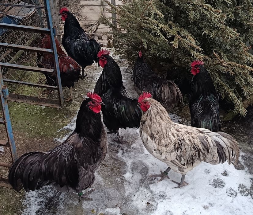 Cocoși 2025 Australop Negru Albastru Splash