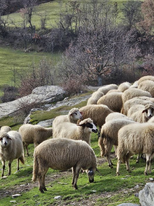 Продавам стадо овце – 60 броя