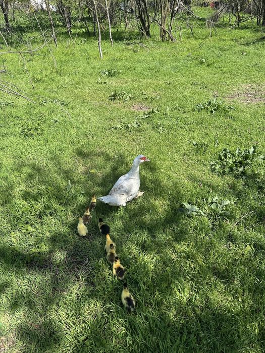 Rata cu 8 boboci Muscovy ducks  oua de rata