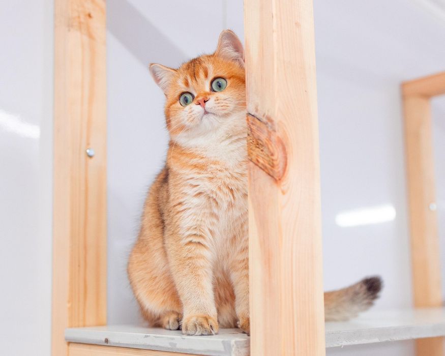 Золотые британские котята.