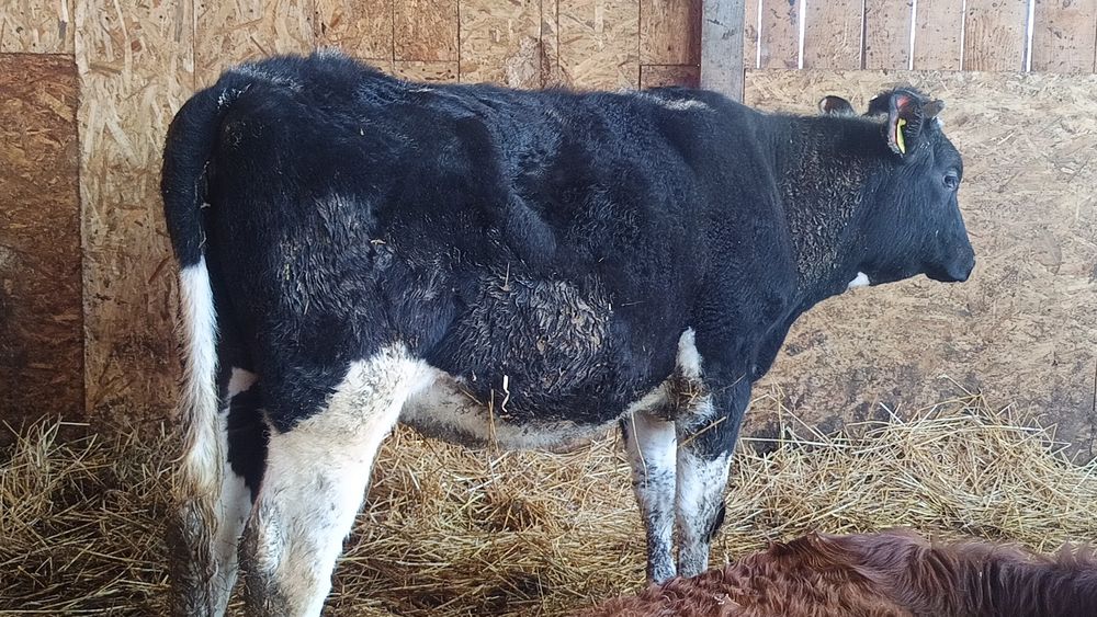 Junincă rasa de lapte