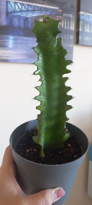 Эуфорбия по доступной цене