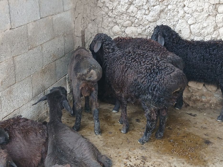 Qochqorchalar sotiladi