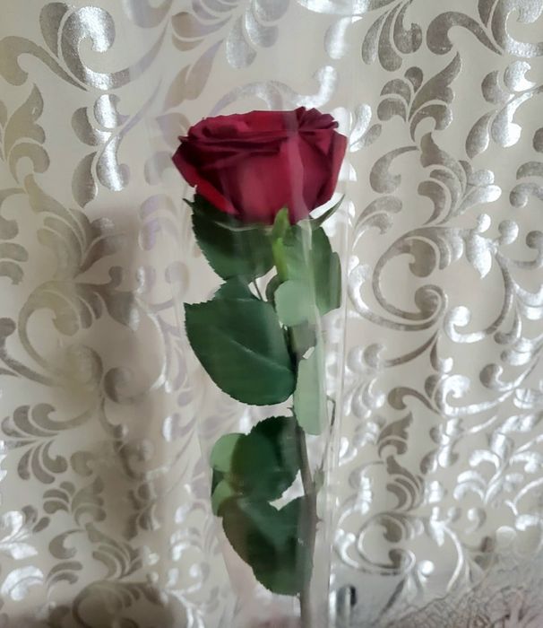 Красные розы(5шт)