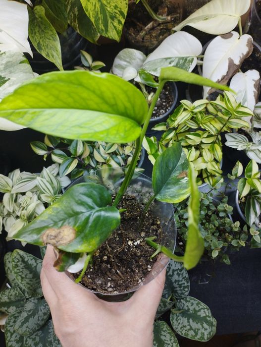 Комнатные растения все по 1000