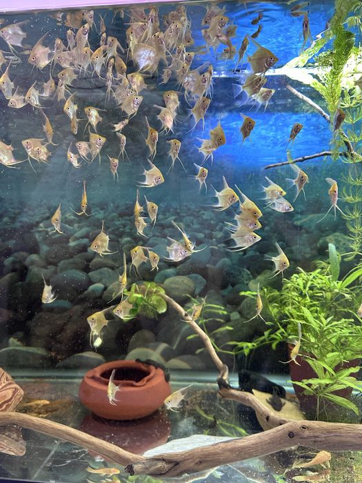 Скалярия молодь продам