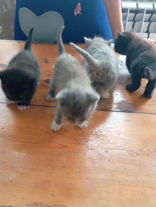 Продаю  британских котят