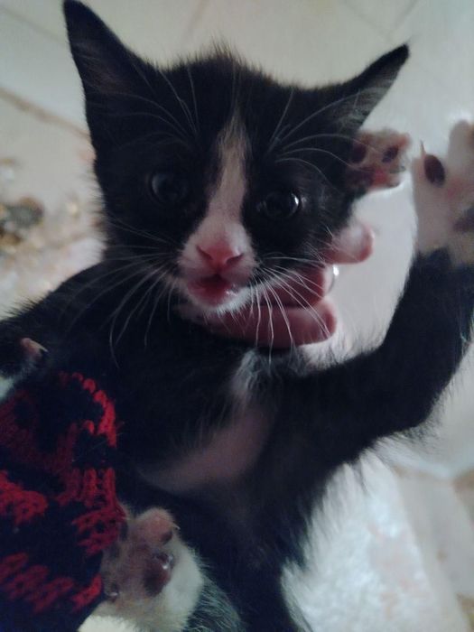 Отдам котят в добрые руки