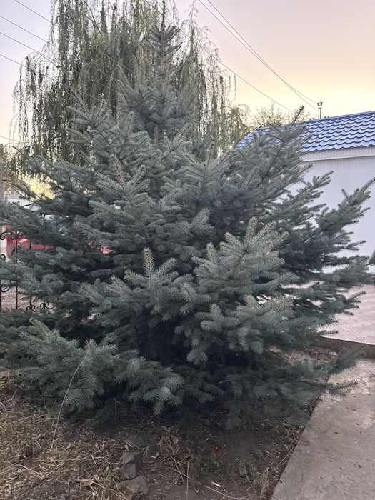 Продам елку, одна из них голубая